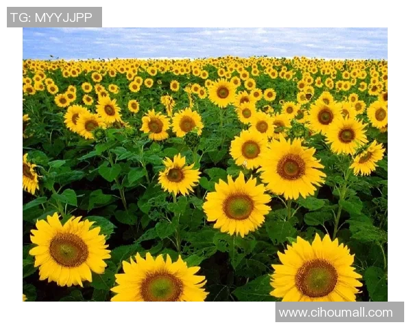 北向日葵与东京的对话：探索文化交融与城市魅力的碰撞